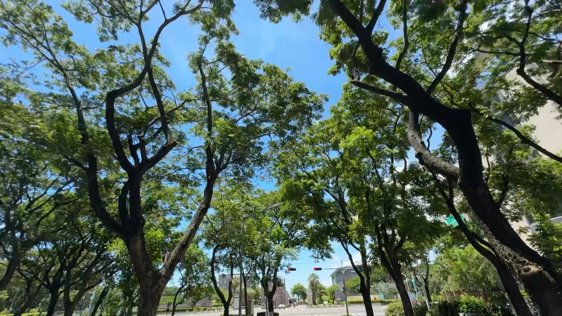 高雄大學路林蔭大道。（圖／記者劉亮亨攝）